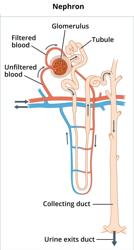 How our kidneys function