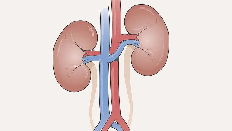 Kidney Function