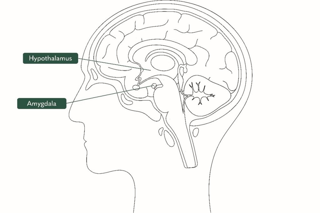 how to lower cortisol - nervous system