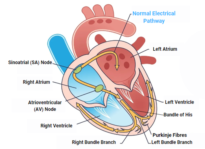 ECG Tests - Labelled illustration of the heart's electrical system